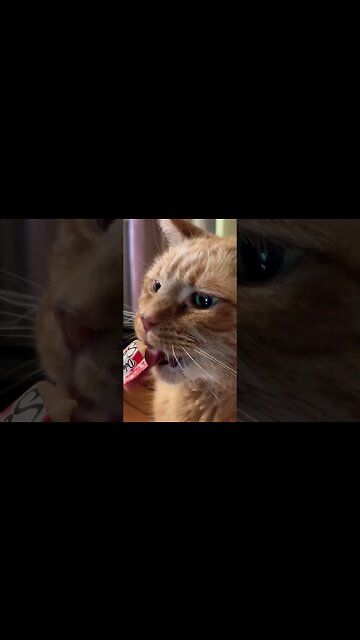 How to Make Cats Really Happy 😽 #catvideos