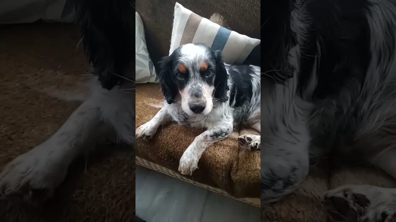 Jake the Sprocker Spaniel wagging his Tail at Home #Shorts #Dogs