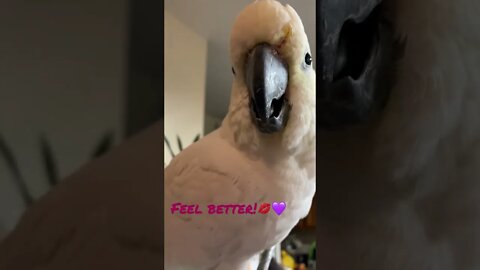 All our friends not feeling well this is for you!💋💜 #cutepets #shorts #cockatoo #parrot