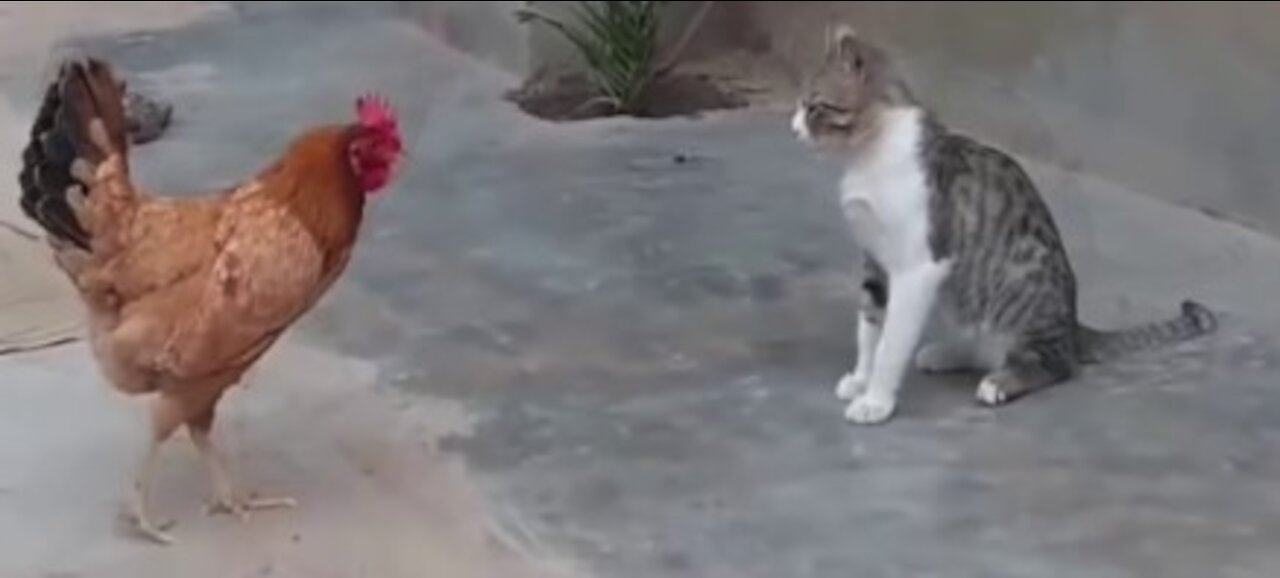 Cat vs Hen Real Funny Fight,