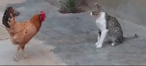 Cat vs Hen Real Funny Fight,