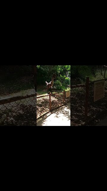 Lagoa dos Dinossauros