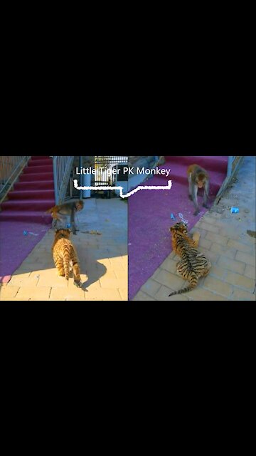 Little tiger hunting big monkey