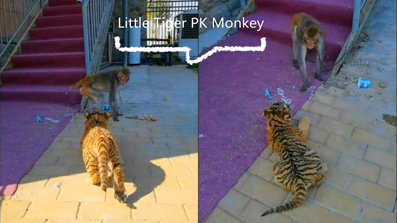 Little tiger hunting big monkey