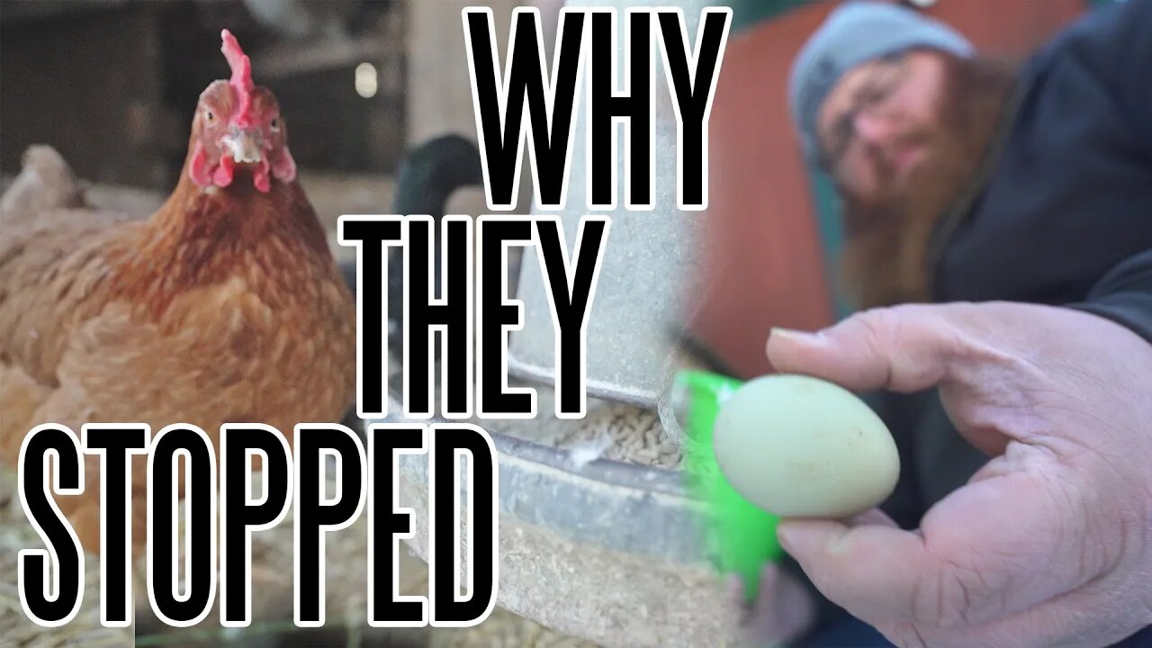 The Real Reasons Why Chickens Stop Laying