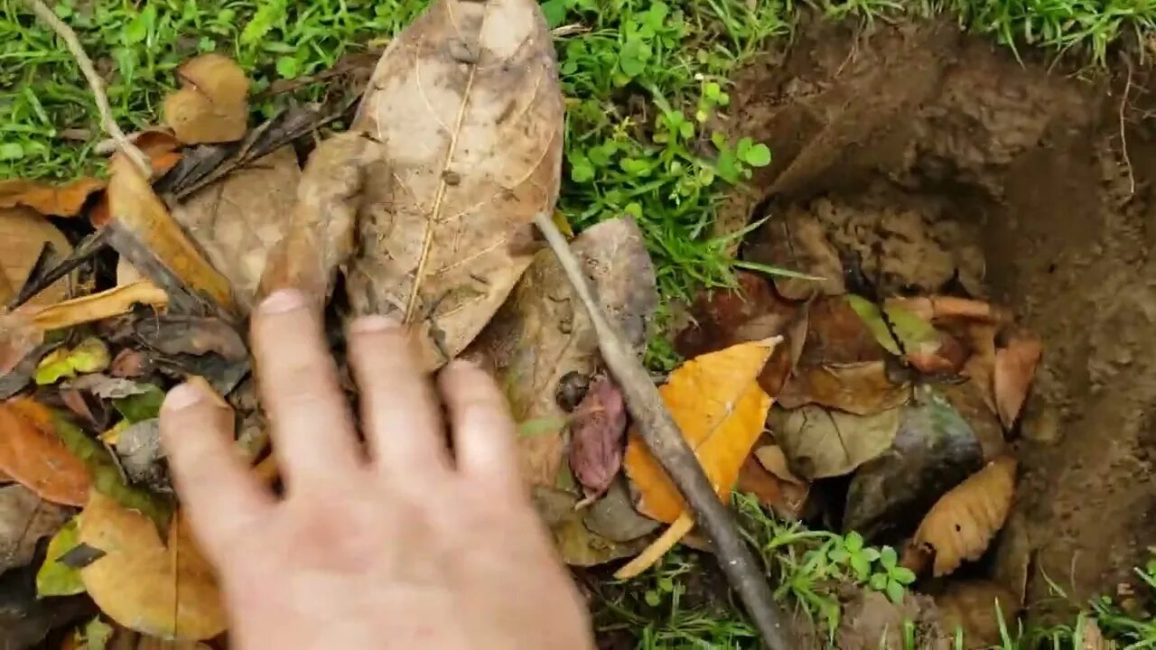 COMO PREPARAR UM BERÇO PARA PLANTAR MANACÁ DA SERRA