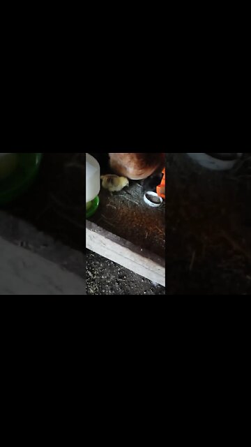 Good morning Forest waiting to get food for her chicks