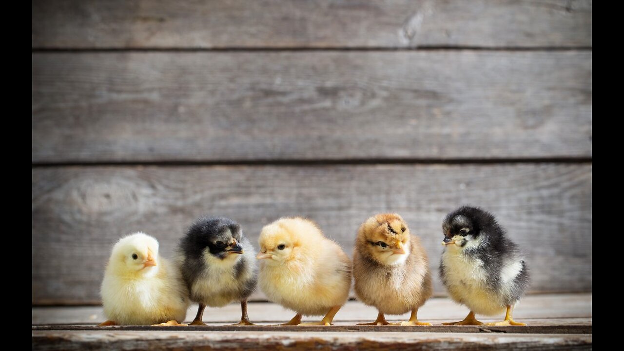 The hen was surprised!Kittens know how to take care of chicks better than hens.C