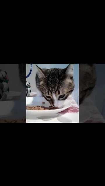 The Cat Is Hungry #shorts