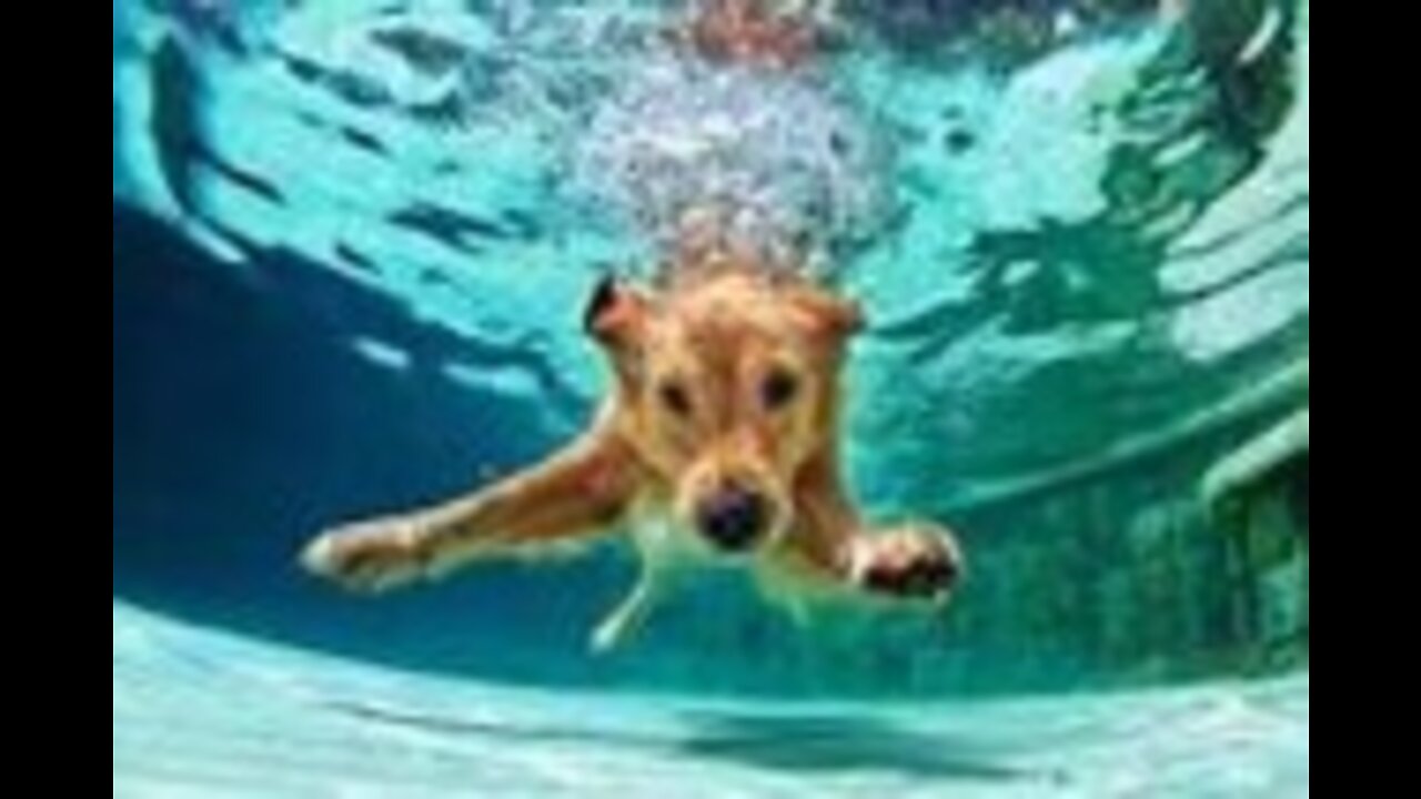 Teaching My Dogs How To Swim