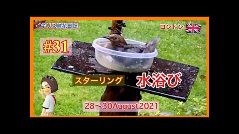 【鳥観察#31】スターリングの水浴び/水をこぼすハト/ 水を飲む小鳥たち/longt-tailed tit /Goldfinch