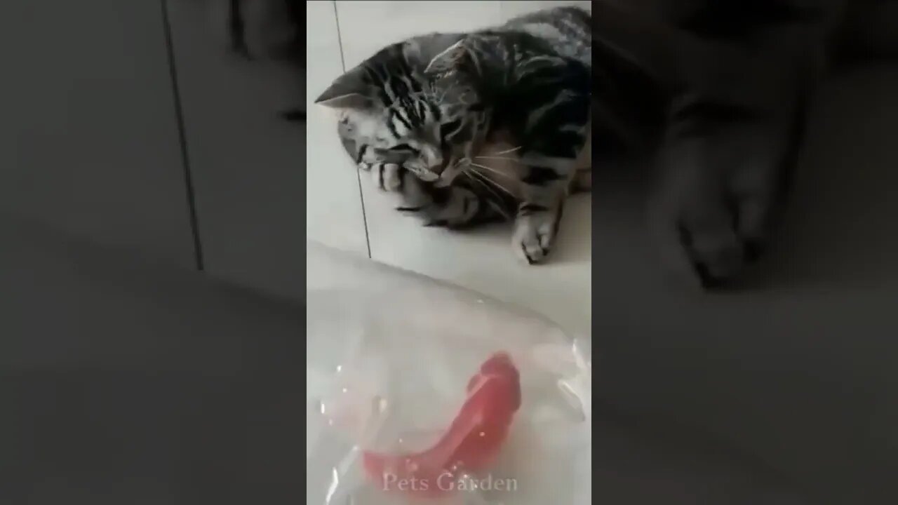 Good morning SMILE , #short