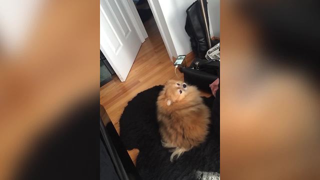 "Pomeranian Dances to Jennifer Lopez Song"