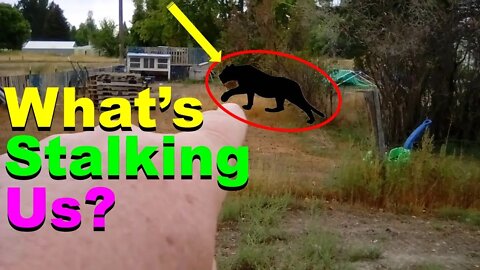 No. 753 – What Is Stalking Us And Killed The Rabbits