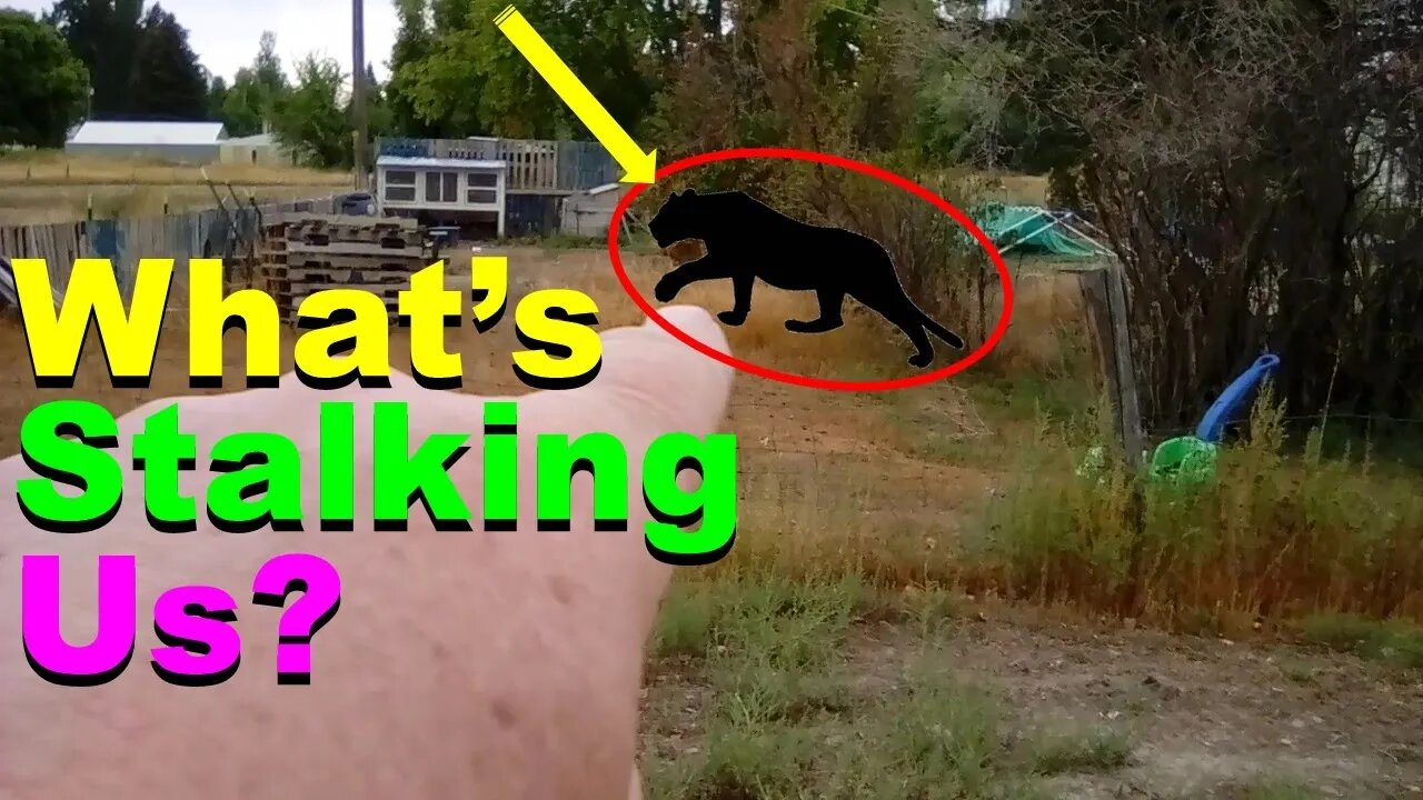 No. 753 – What Is Stalking Us And Killed The Rabbits