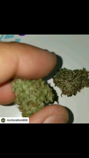 RootsNation test sample