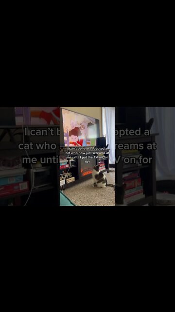 1Min Animal World #dogs #cats #pet