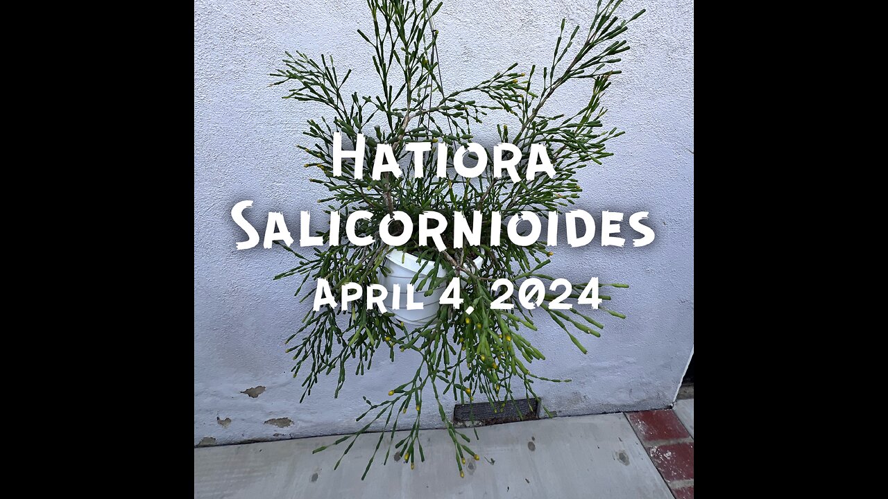 Hatiora salicornioides