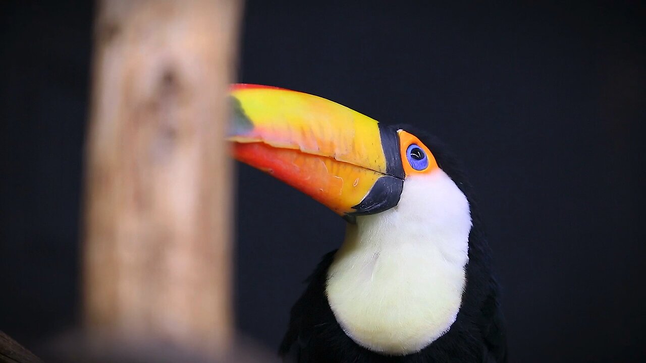 Birds of a Feather Laugh Together: The Science of Feathered Happiness