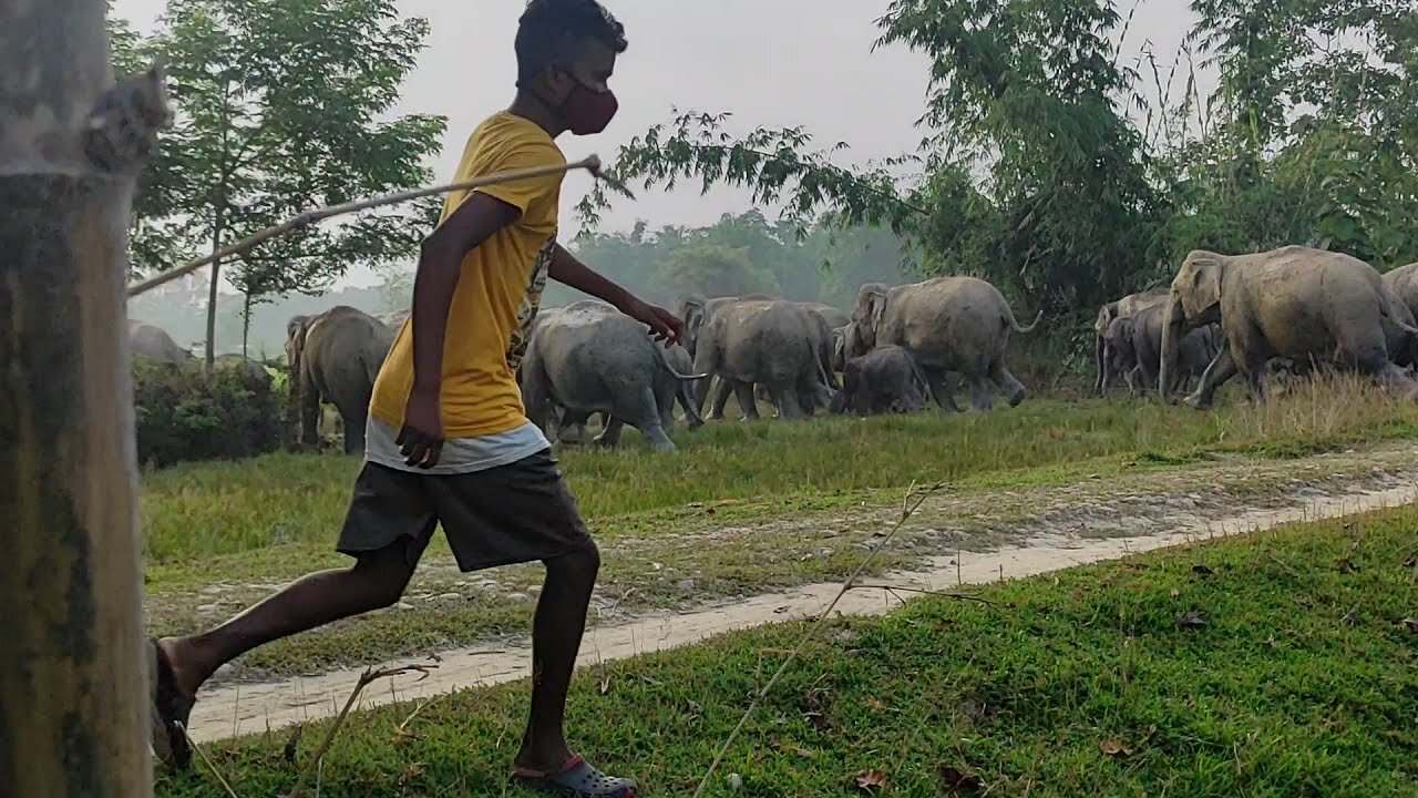 ELEPHANT PASSING THROUGH VILLAGE -- INDIAN WILD ANIMAL -- 24 October 2021