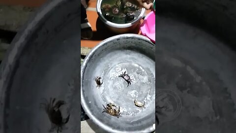 ចាប់ក្តាមបានច្រើនណាស់