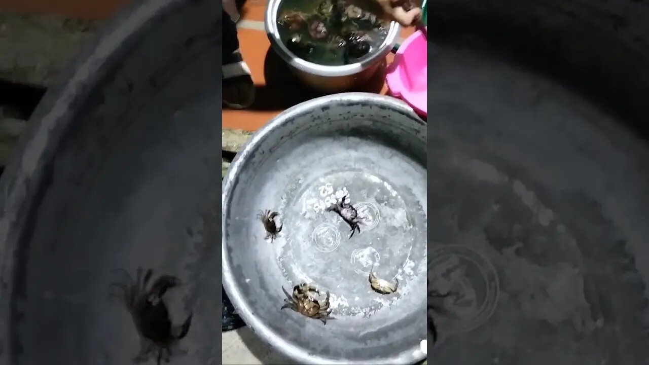 ចាប់ក្តាមបានច្រើនណាស់