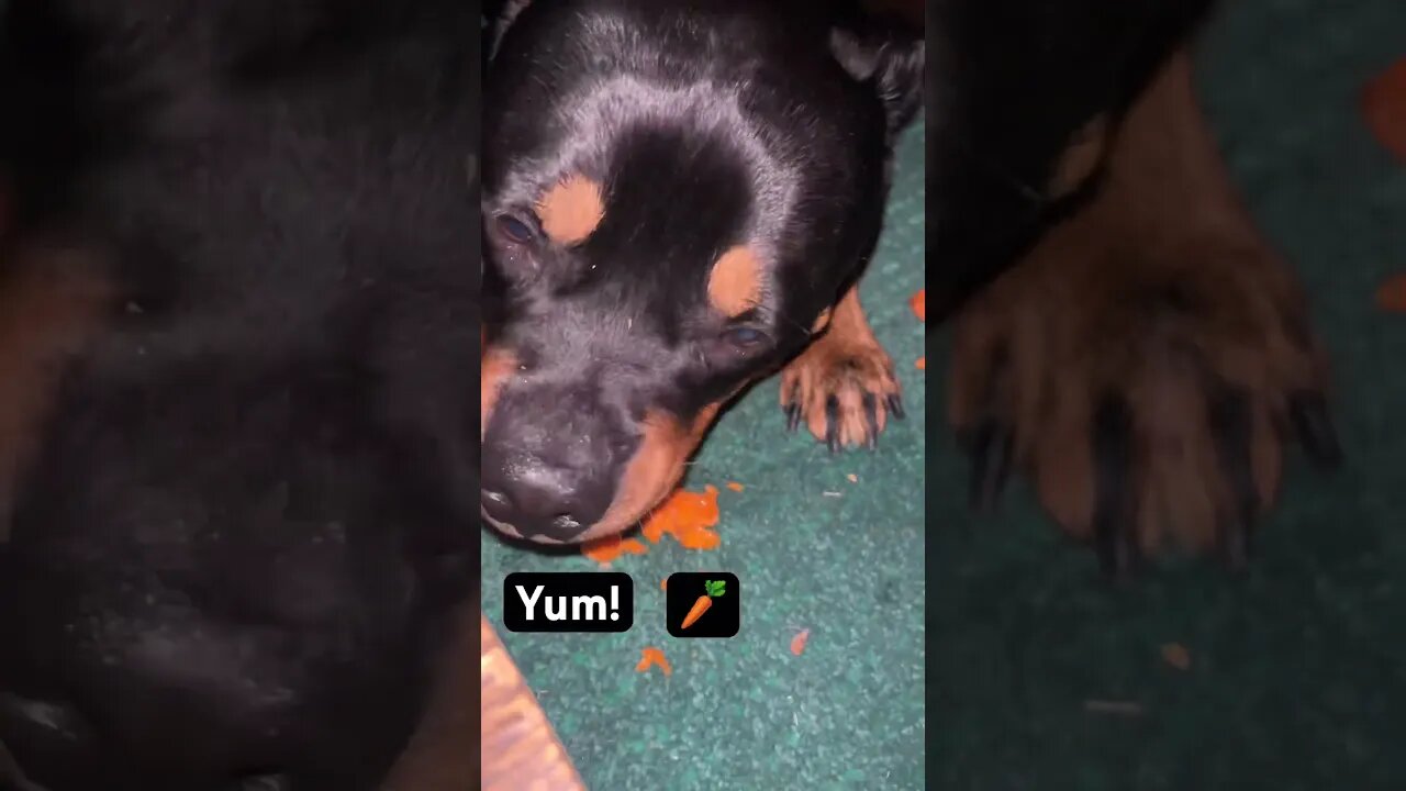 VIRAL CUTE DOG ENJOYS CRUNCHY ASMR (P3) #shorts #short #asmr #youtube #viral