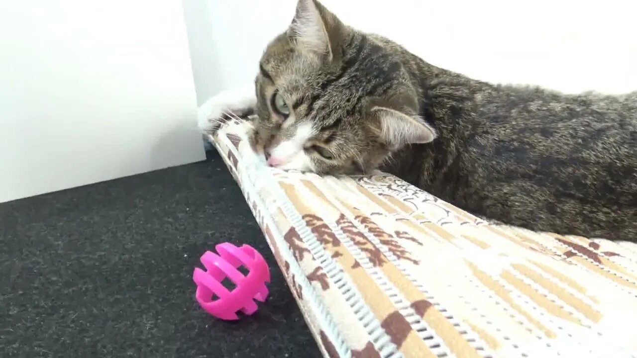 A Cute Kitten Called Rudolph
