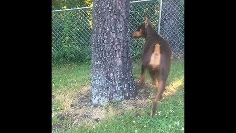 Lacy & squirrel friend