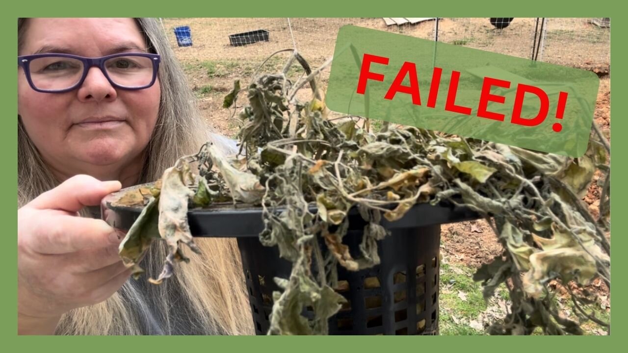 Kratky Hydroponics Failure or Was It?