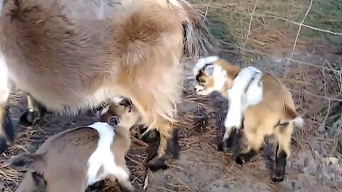 Our goat Sister letting her two little sweet babies nurse.