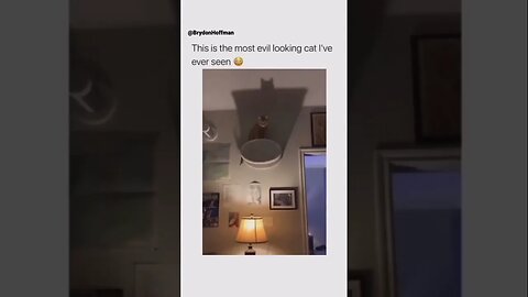 Funny Cat Meme 😂 pt.7 #shorts