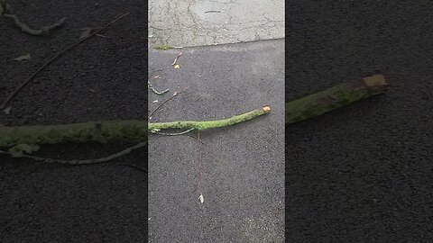 massive stick #shorts