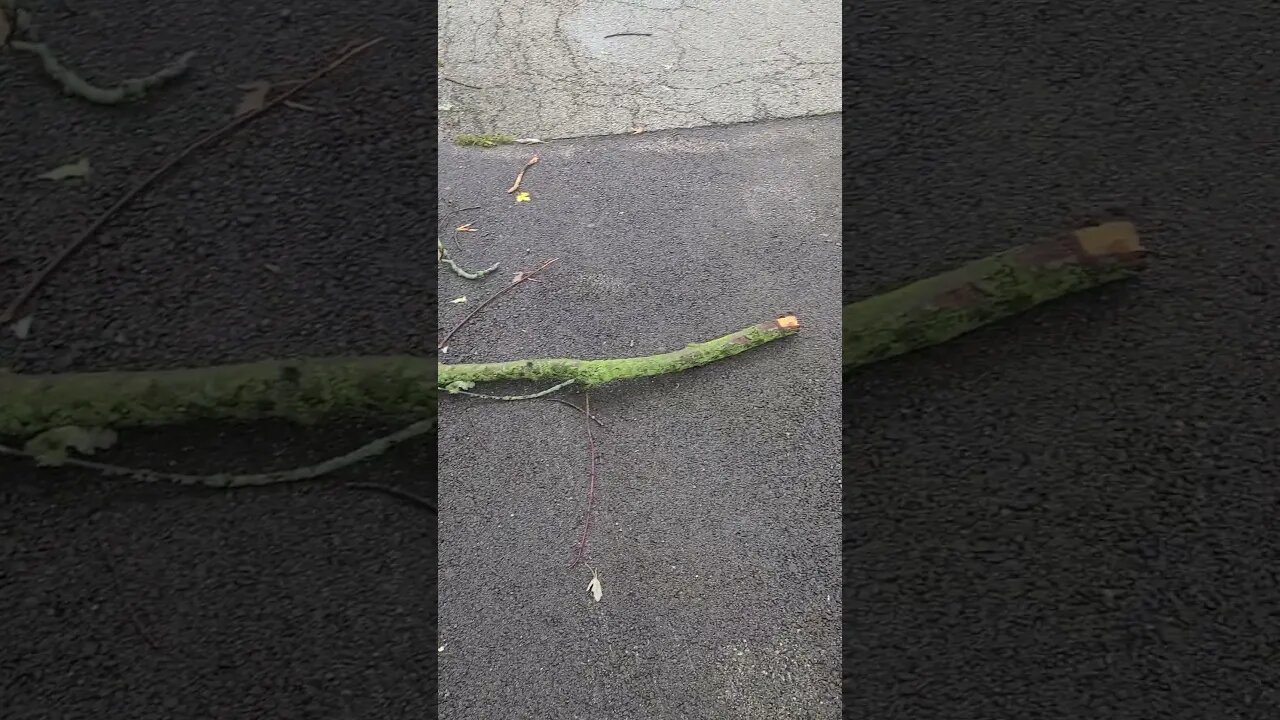 massive stick #shorts