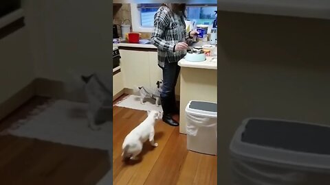 Dog Jumping High In Kitchen Excited