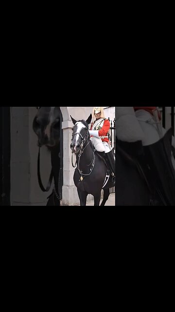 Kings guard puts horse back in the box #horseguardsparade