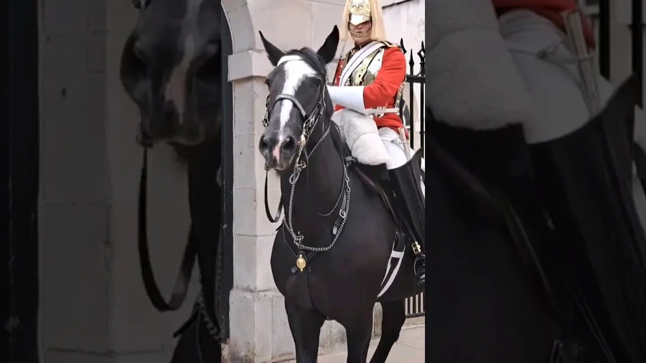 Kings guard puts horse back in the box #horseguardsparade