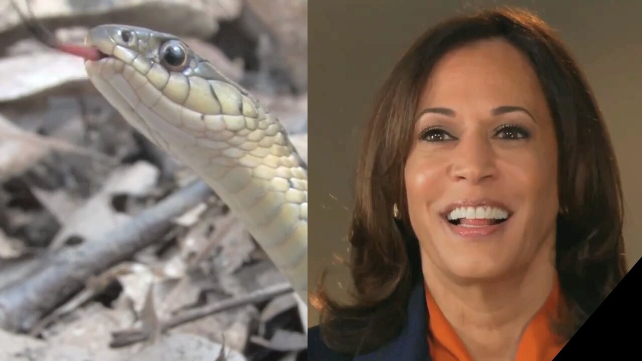 Snakes (Nature Documentary Clip) #OrangeWomanBad