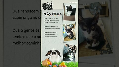 Feliz Páscoa 😺😺