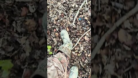 #asmr walking in the woods #shorts #asmrsounds #asmrvideo #asmrvideos #forest #louisiana