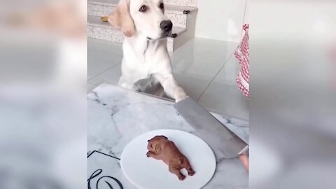 Cat Reaction to Cutting Cake - Funny Dog Cake Reaction