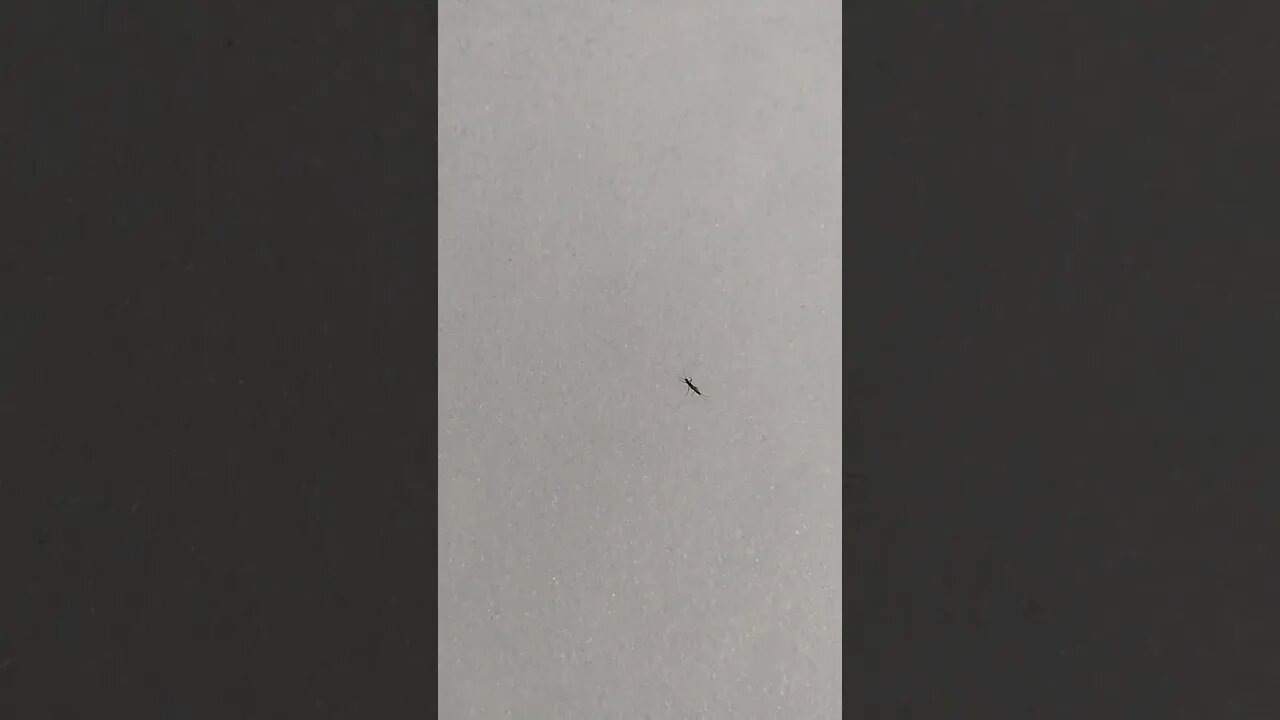 Help Identifing Snow Bugs?