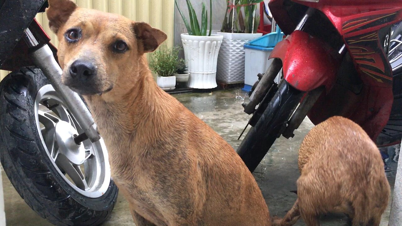 The Hungry Poor Dog Leave His Food To His Children Under Raining Cold Season