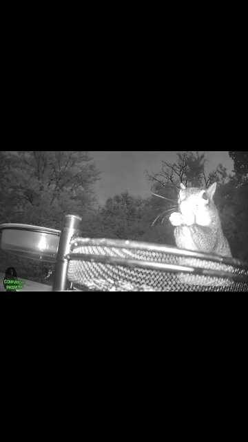 Squirrels 🐿️ at Night #shorts