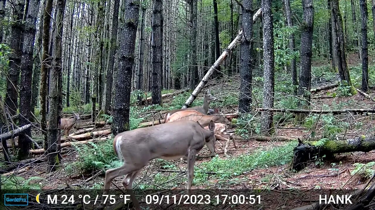 Fun to watch the Does and Fawns interact.