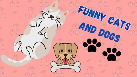 Watch now! The funniest cats and dogs on the internet in 2021