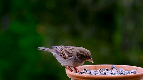 beautiful Birds 🐦🦜