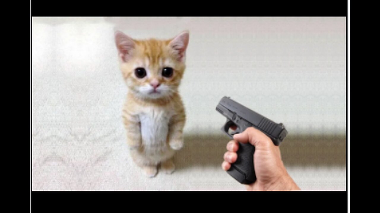 Funny cat 😽 vs Gun 🔫 - Funny Animals 😂 playing dead on finger shot Compilation || Animal Gags