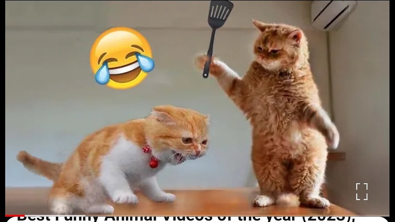 Animal Funny Comedy Video 🤣🤣 #funny #comedy