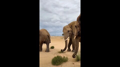 Elephantes